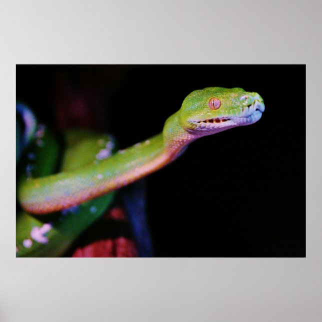 Poster Green Tree Boa Stretching (Frente)