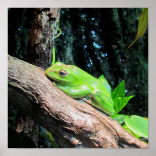 Pôster Green Tree Frog