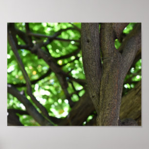 Poster Green Wisteria Pergola Tree Nature Photography
