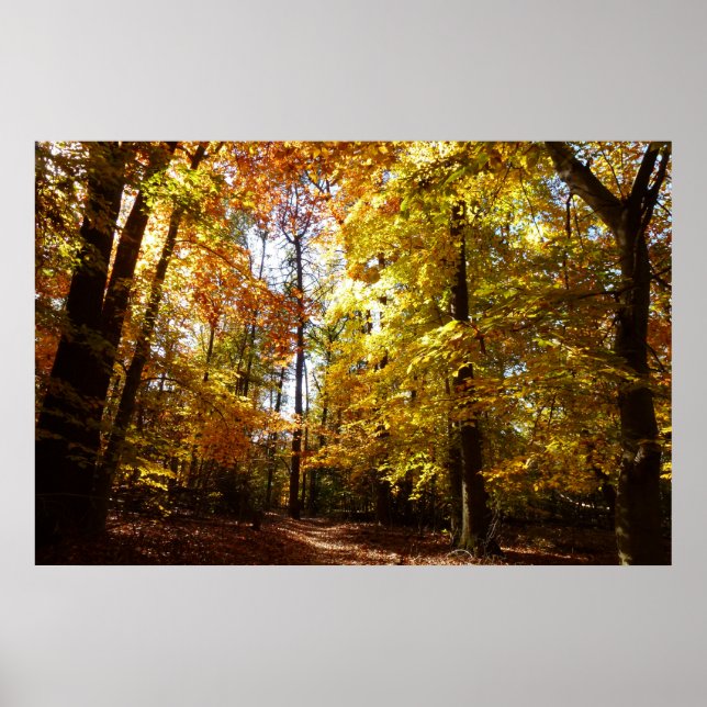 Pôster Greenbelt Park em outono II Cena Natural de Maryla (Frente)