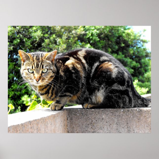 Poster Gremlin, gato-do-mato (Frente)