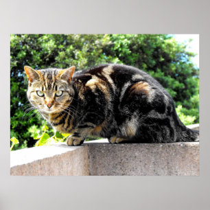 Poster Gremlin o gato de gato malhado