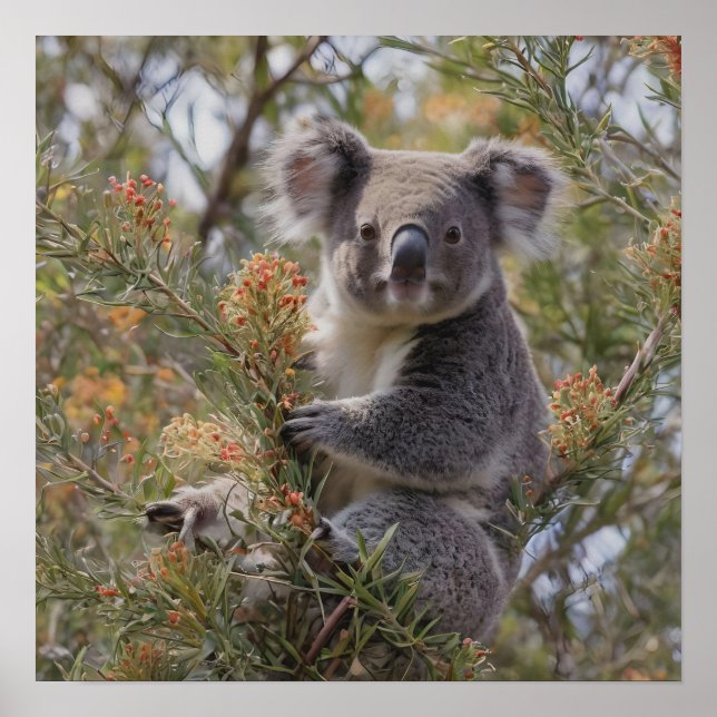 Poster Grevillea Koala Bear (Frente)