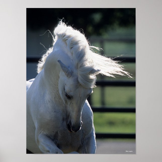 Poster Grey Andalucian Bucking Headshot Backlit (Frente)