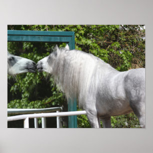 Poster Grey Andalucian Stallion Looking In Mirror