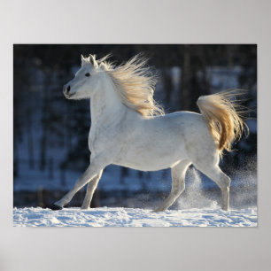 Poster Grey Arab Running In Snow Mane Flowing