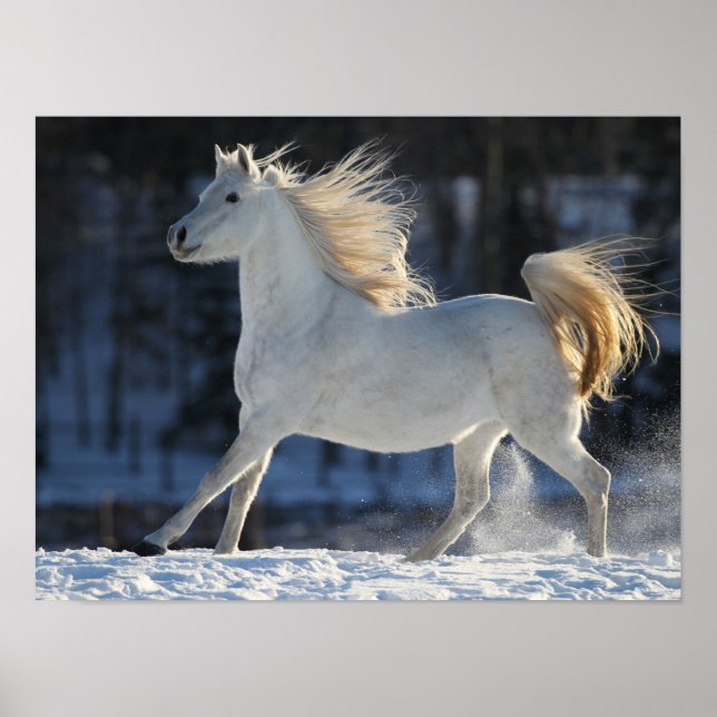 Poster Grey Arab Running In Snow Mane Flowing (Frente)