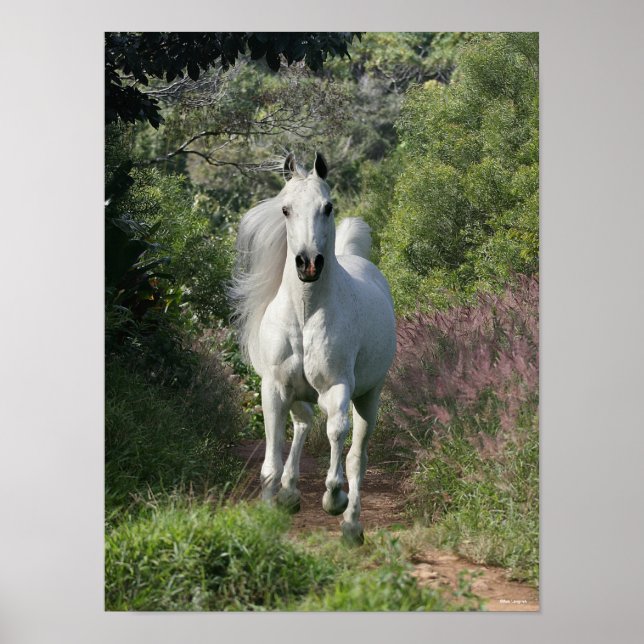 Poster Grey Arab Running On Path With Flowers (Frente)