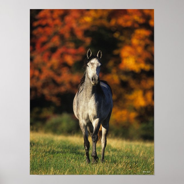 Poster Grey Arab Standing Autumnal Background (Frente)