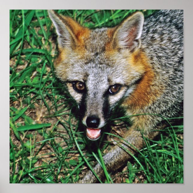 Poster Grey Fox (Frente)