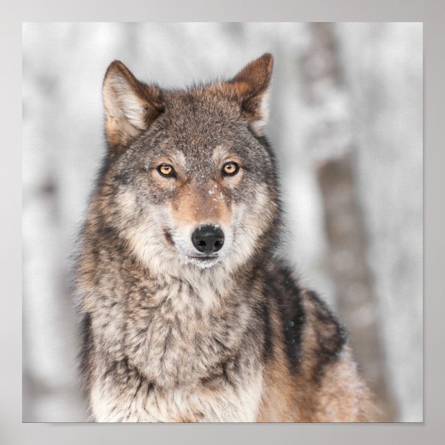 Poster Grey Wolf (Canis lupus) With One Ear Back (Frente)