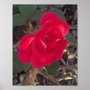 Poster Greyaday Floral Vermelho Impresso