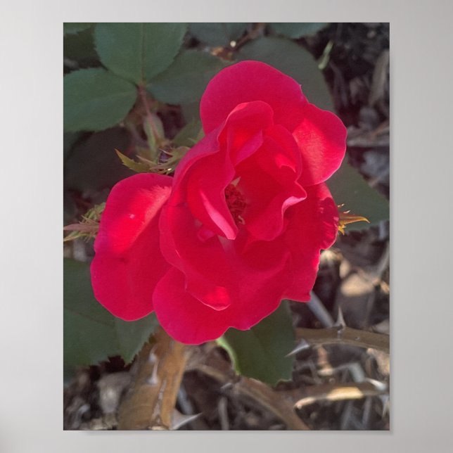 Poster Greyaday Floral Vermelho Impresso (Frente)