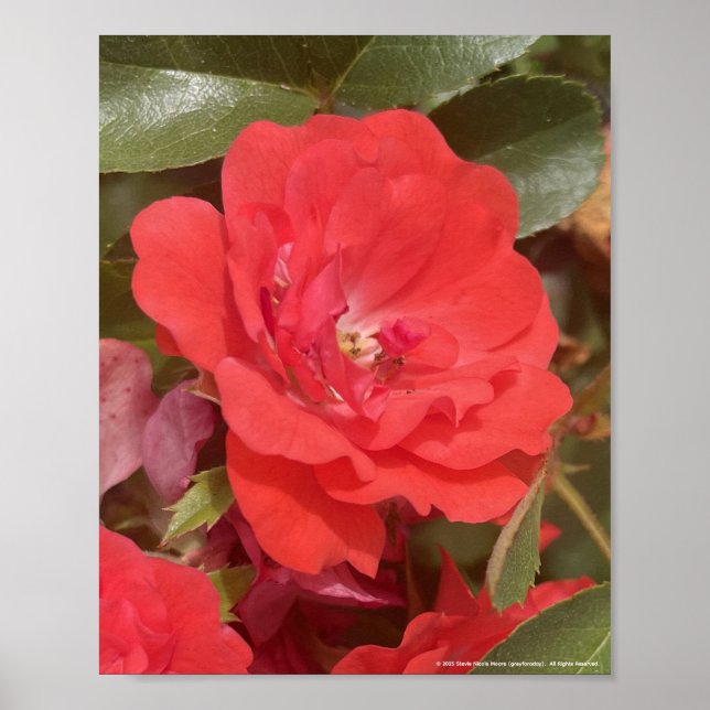 Poster greyforaday Red Floral Print (Frente)