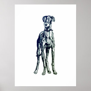 Poster Greyhound Breed Inglês