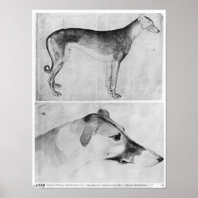 Poster Greyhound e cabeça de um galinheiro (Frente)