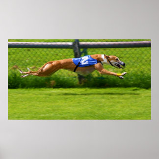 Pôster Greyhound Racing