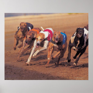 Poster Greyhounds correndo na pista