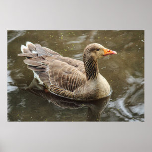 Poster Greylag Goose. Roath Park Lake, Cardiff, Wales Pos