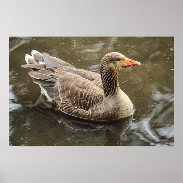 Poster Greylag Goose. Roath Park Lake, Cardiff, Wales Pos (Frente)
