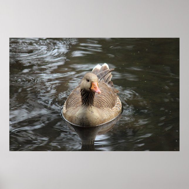 Poster Greylag Goose. Roath Park Lake, Cardiff, Wales Pos (Frente)