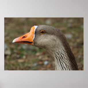 Pôster Greylag Swan Goose Cross