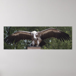 Poster Griffon Vulture