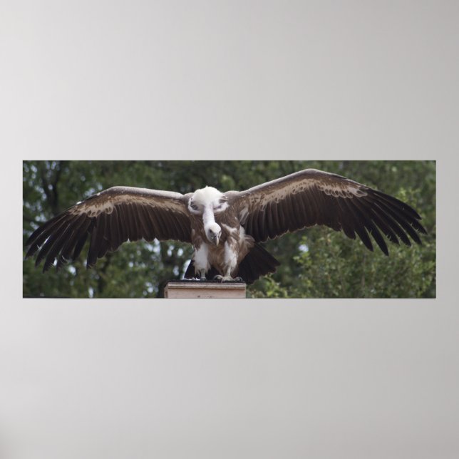 Poster Griffon Vulture (Frente)