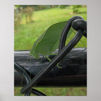 Poster Grilo-verde em Cerca Preta