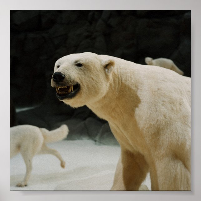 Pôster Grin do Urso Polar (Frente)