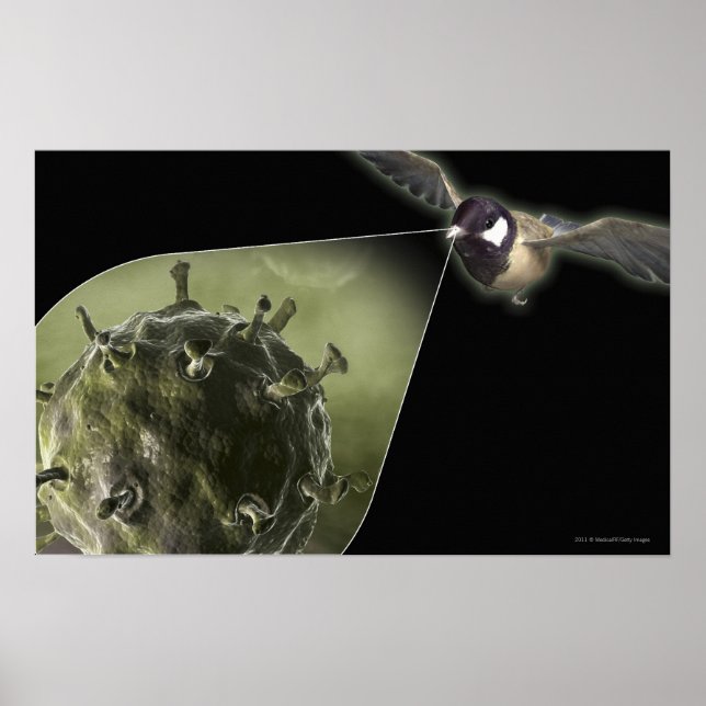 Poster Gripe aviária a sair de aves (Frente)