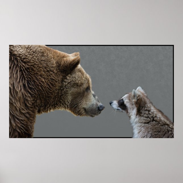 Pôster Grizzle encontra Raccoon (Frente)