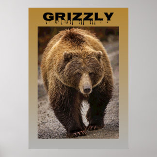 Poster Grizzly
