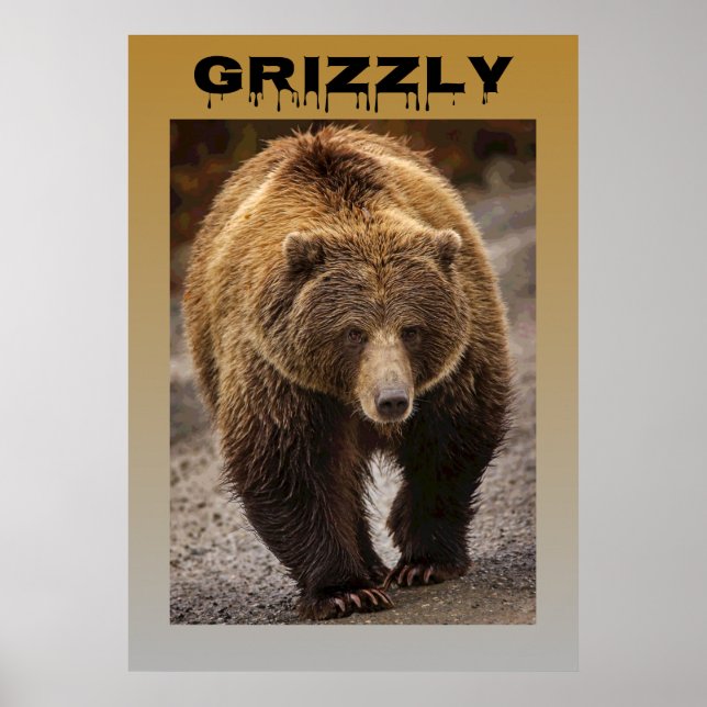 Poster Grizzly (Frente)