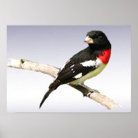 Grosbeak de peito rosa