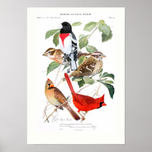 Pôster Grosbeak e cardeal