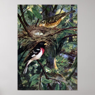 Poster Grosbeaks do Rosa-Breasted & seu ninho dos ovos