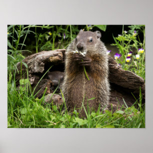 Poster Ground Hog Munching em uma Flor