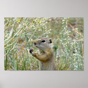 Poster Ground Squirrel, Rocky Mountain National Park