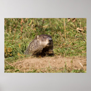 Pôster Groundhog