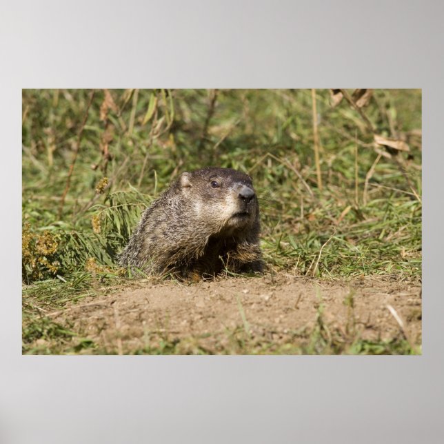 Pôster Groundhog (Frente)