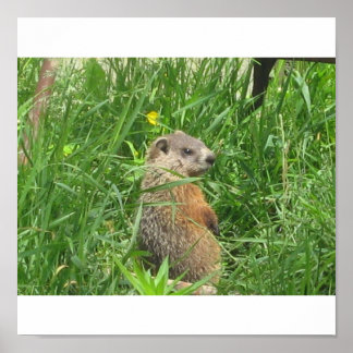Pôster Groundhog Alertado