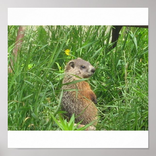 Pôster Groundhog Alertado (Frente)