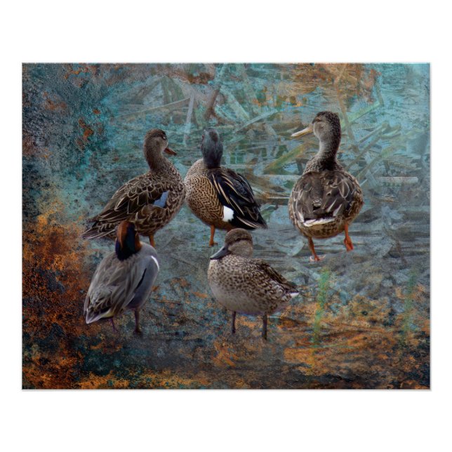 Pôster group of ducks poster (Frente)