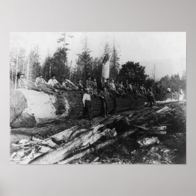 Poster Group of Lumberjacks on Large Log Photograph (Frente)