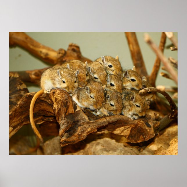 Pôster Group of Mongolian Gerbils Meriones Unguiculatus (Frente)