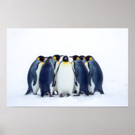 Poster Group of Penguins
