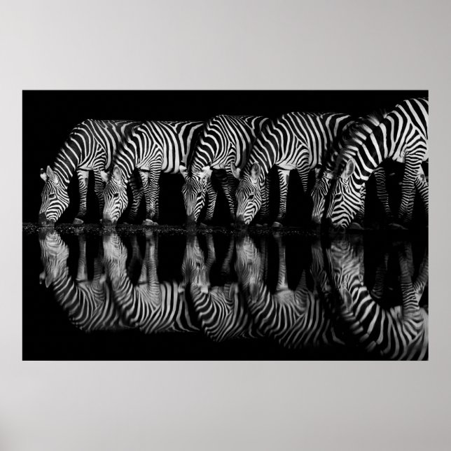 Poster Group of Plains Zebra Drink Together at Night (Frente)