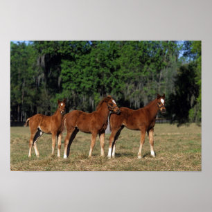 Pôster Group of Thoroughbred Foals