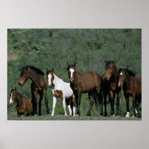 Poster Group of Wild Mustang Horses